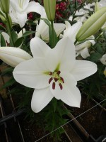 [4615 VZ W08 3107-07 Genzano No02.JPG]